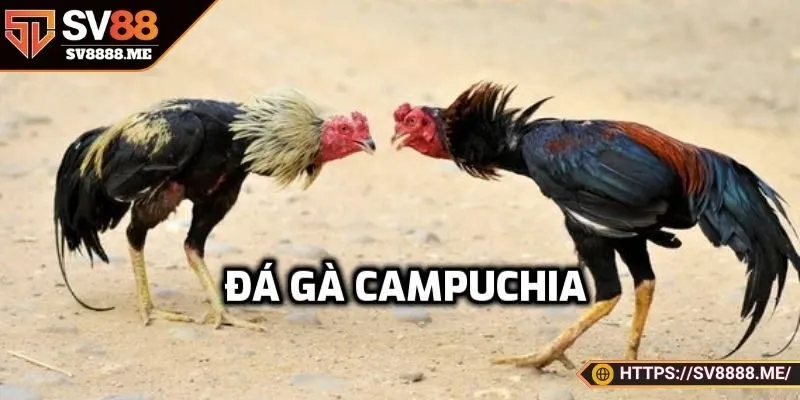 Đôi nét về đá gà campuchia tại SV88