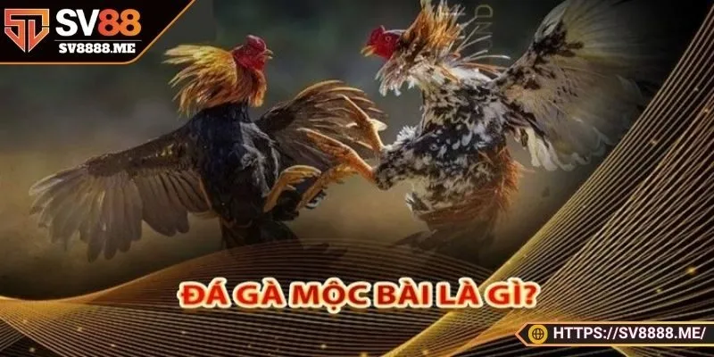 Thông tin về đá gà mộc bài