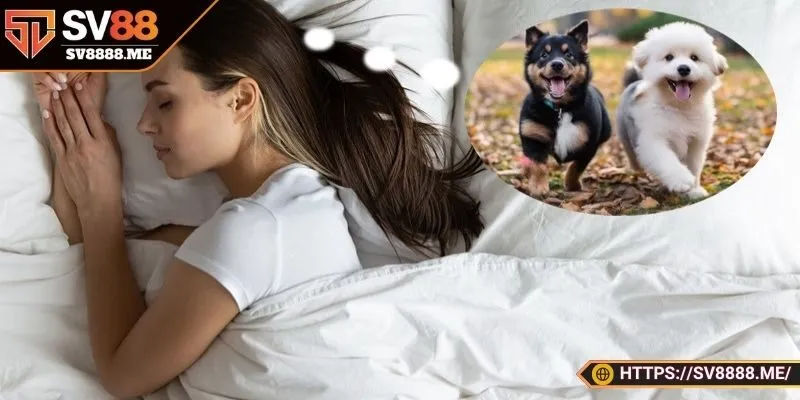 Giải mã về ý nghĩa khi nằm mơ thấy chó