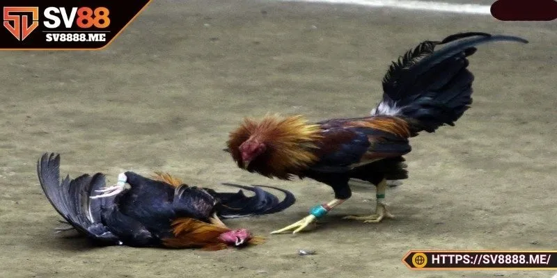 Kèo chơi đầy hấp dẫn