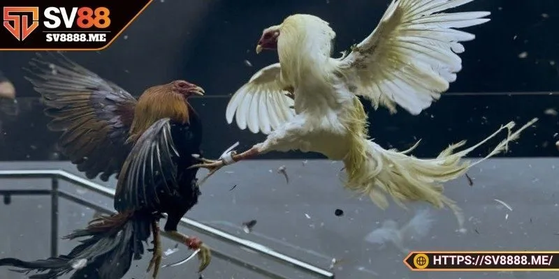 Kèo cược đá gà cựa dao